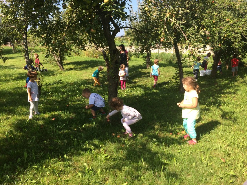Nabiranje jabolk v šolskem sadovnjaku